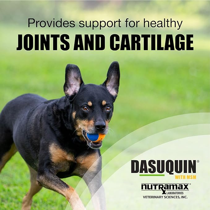 Dasuquin Joint Health Supplement for Large Dogs