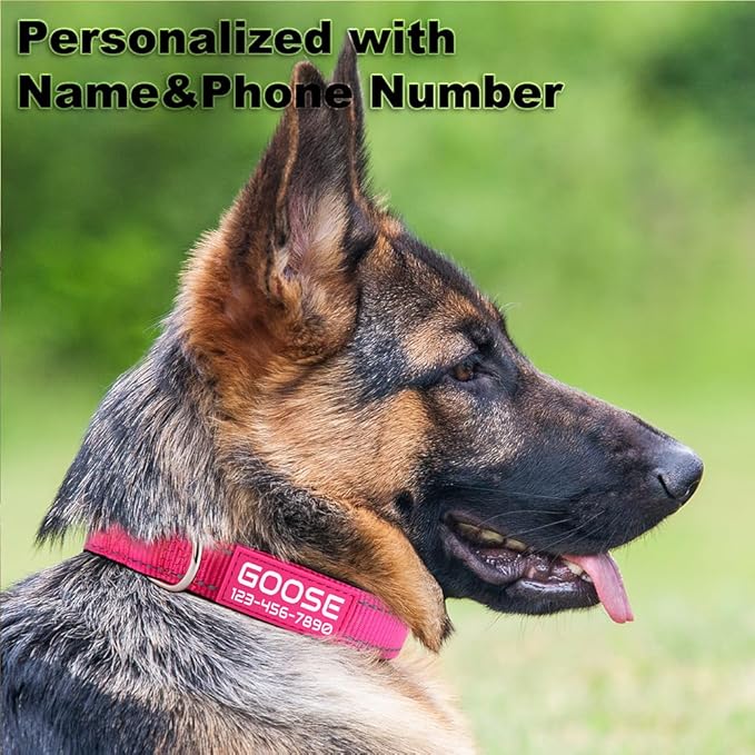 Personalized Dog Collars